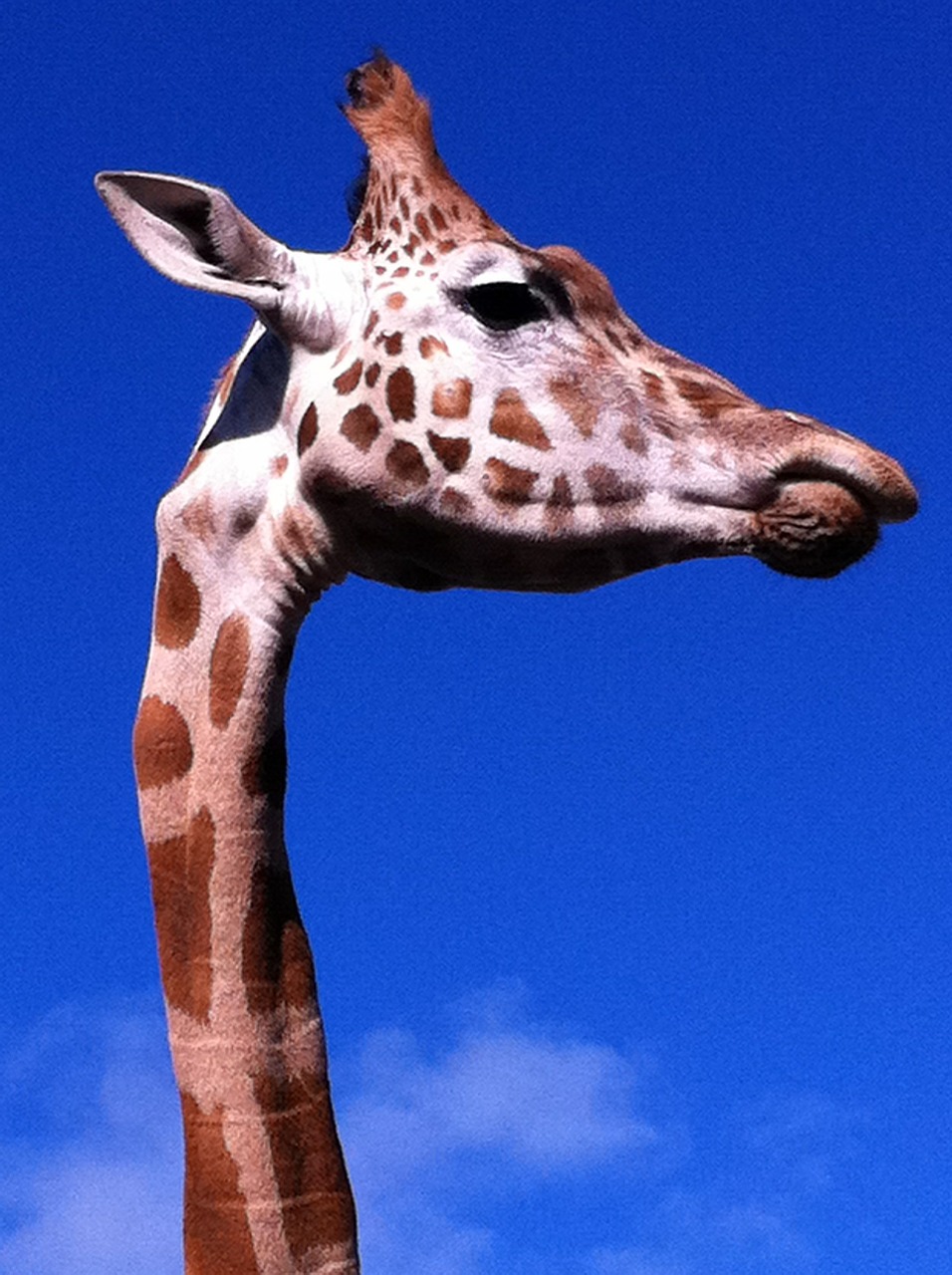 giraffe animal african free photo