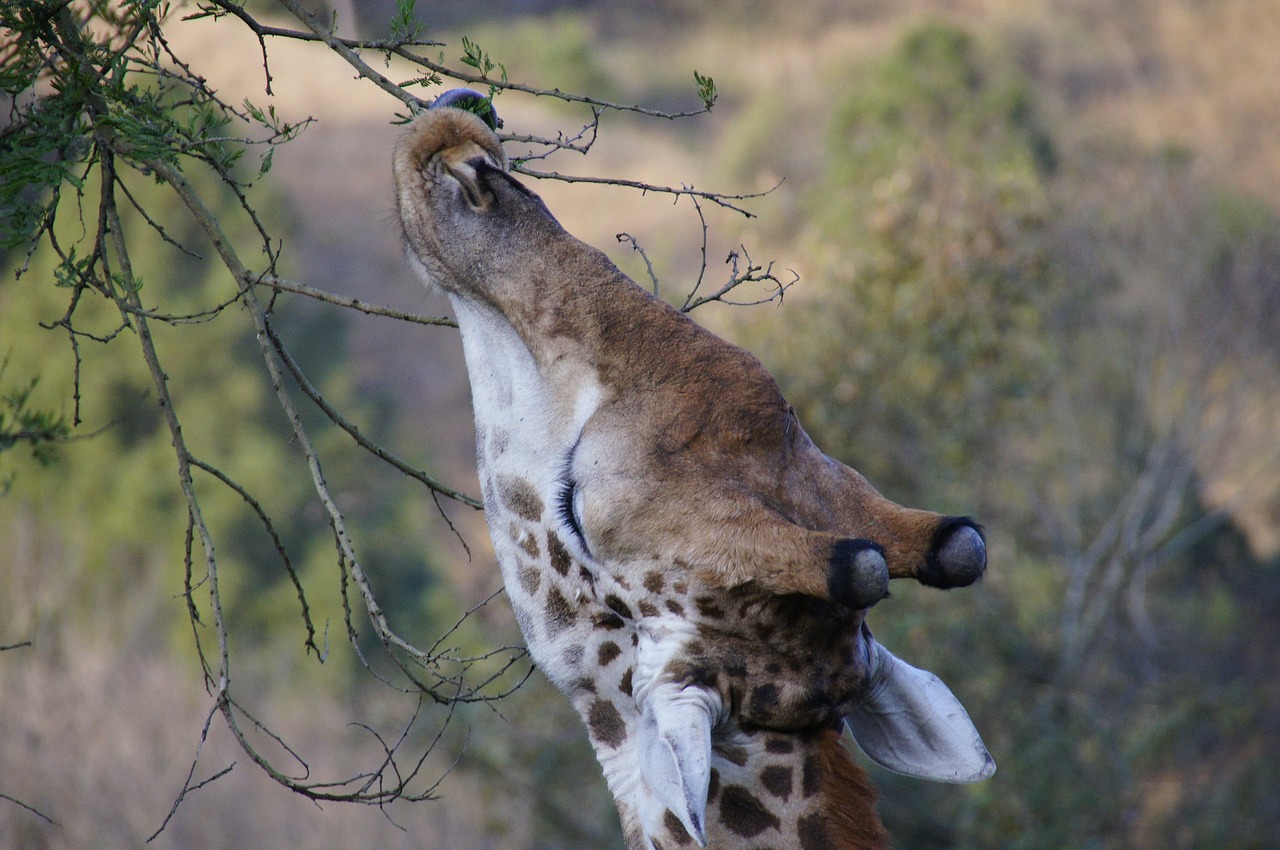 giraffe eating safari free photo