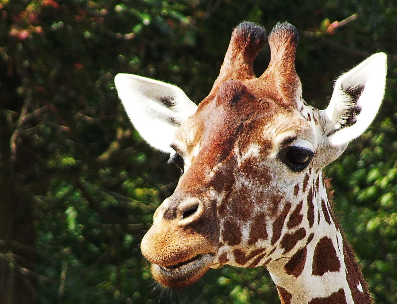 giraffe head animal free photo