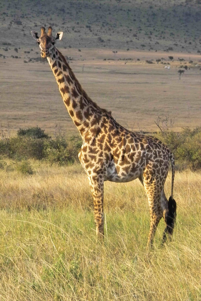 giraffe wilderness safari free photo