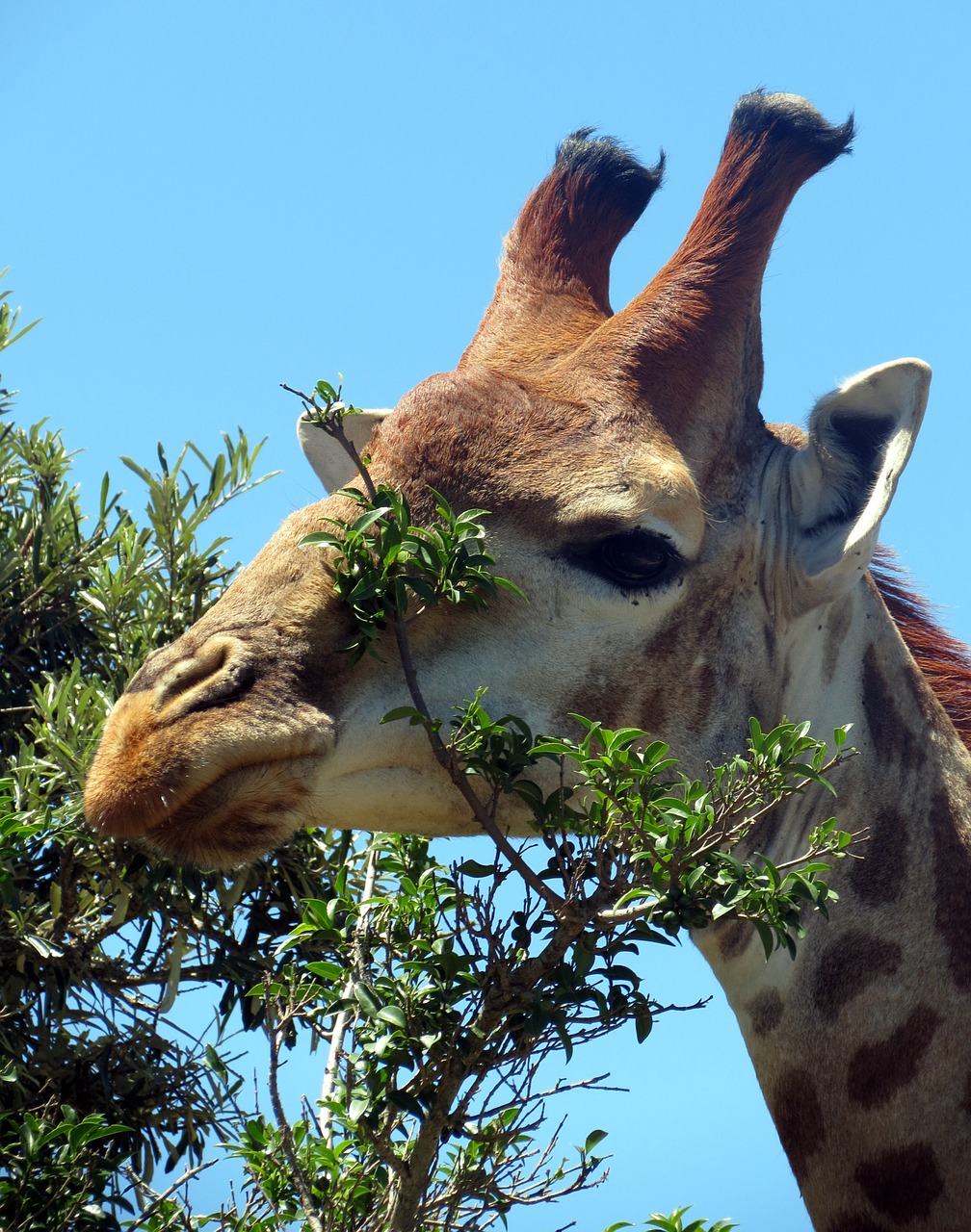 giraffe mammal africa free photo