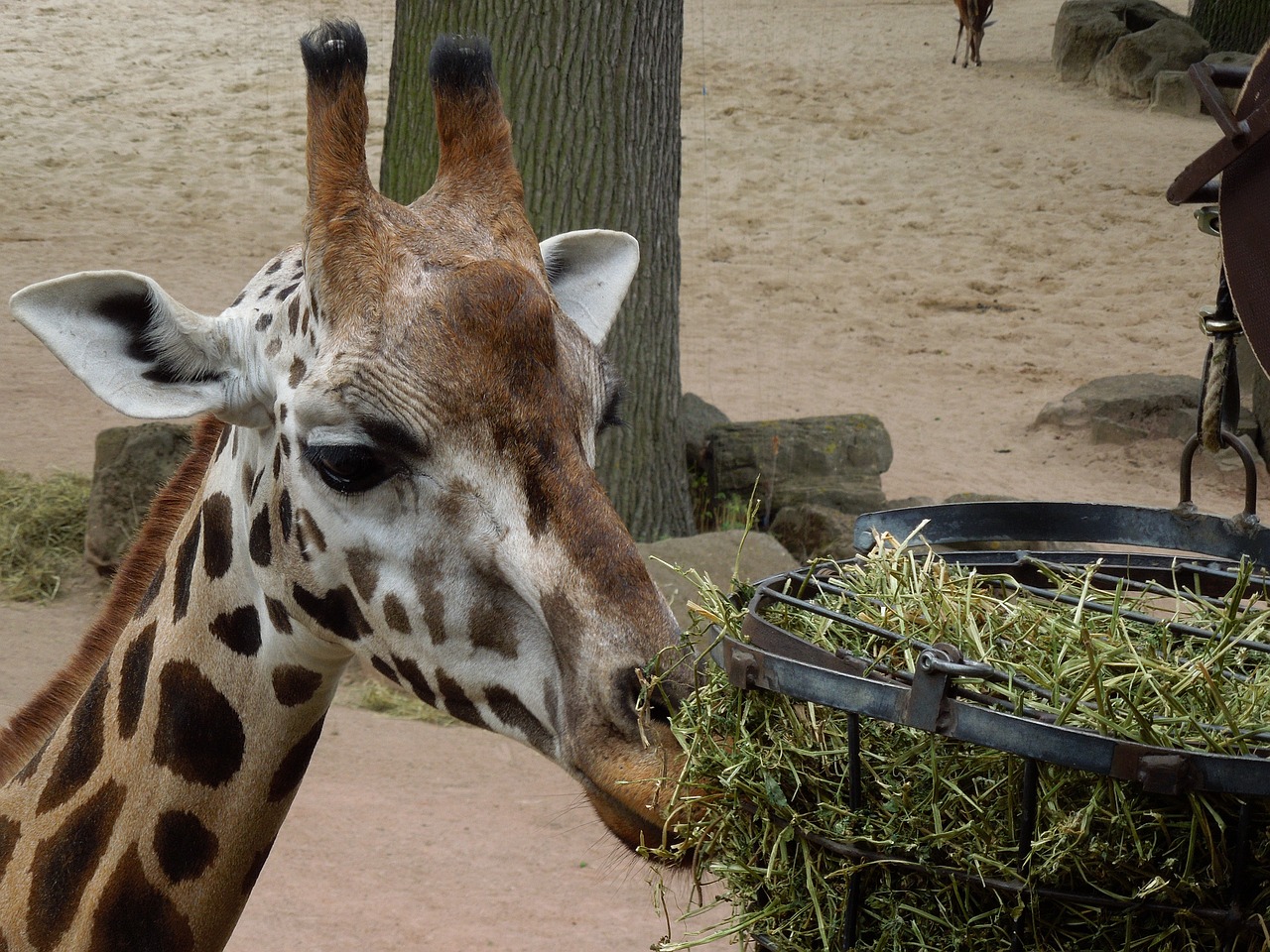 giraffe animal feeding free photo