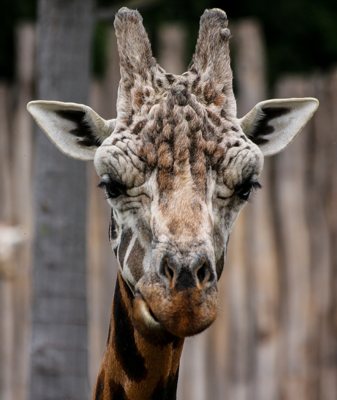 giraffe animal horns free photo