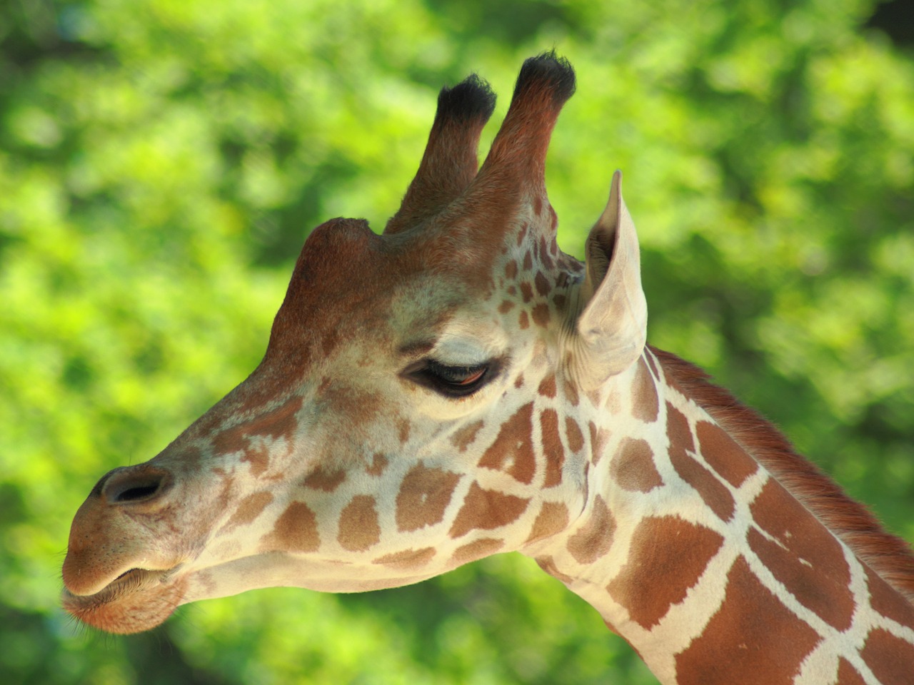 giraffe zoo animal free photo