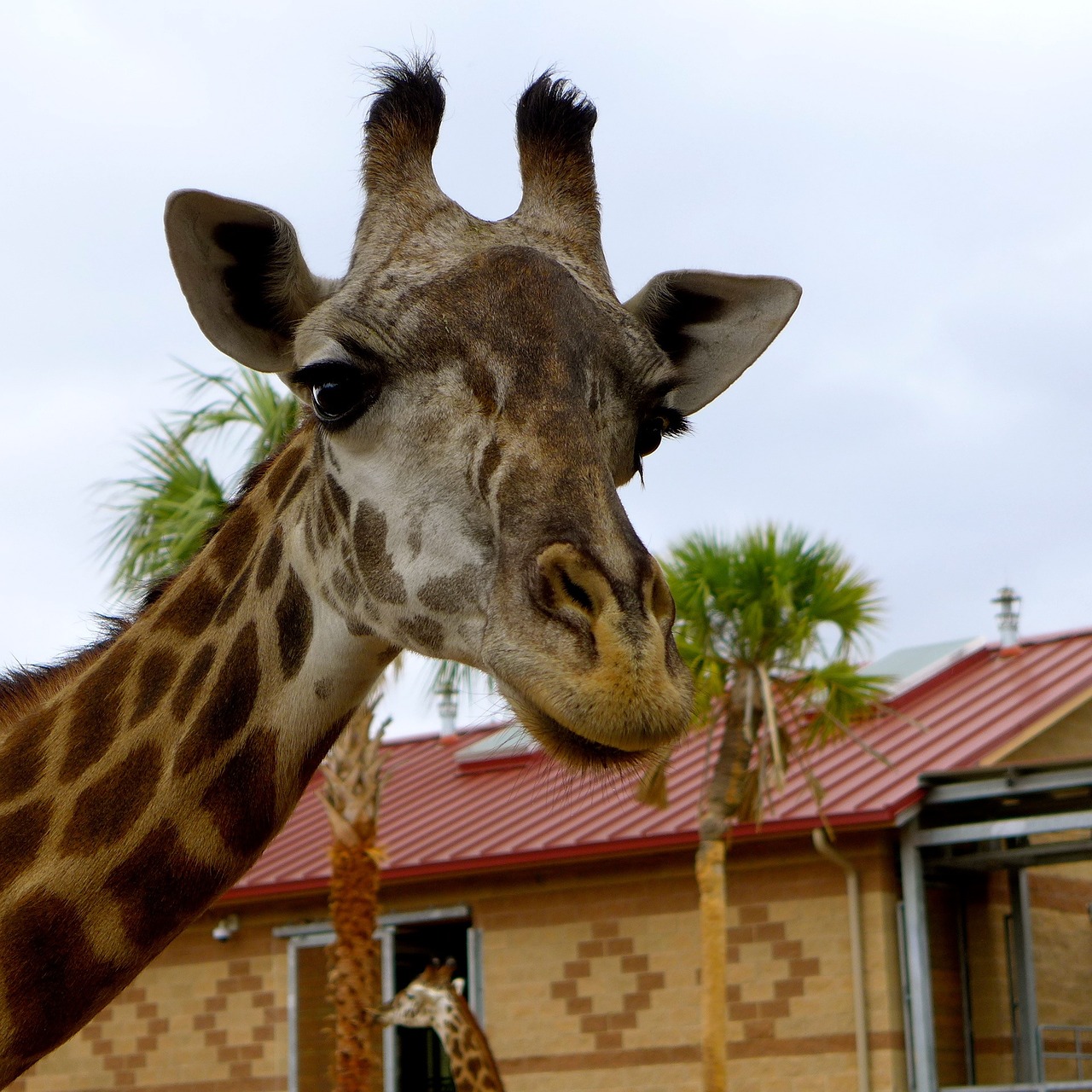 giraffe zoo animals free photo