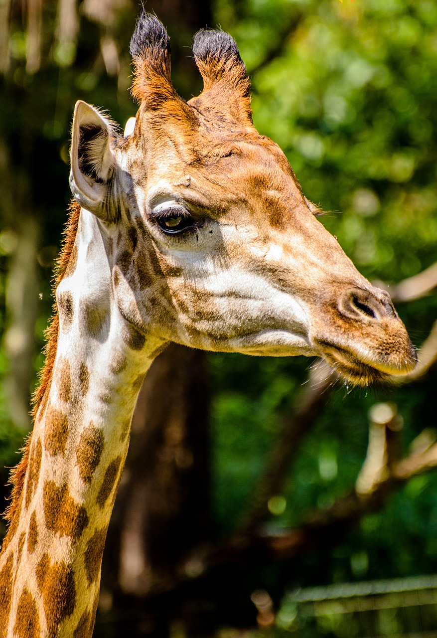 giraffe zoo animals free photo