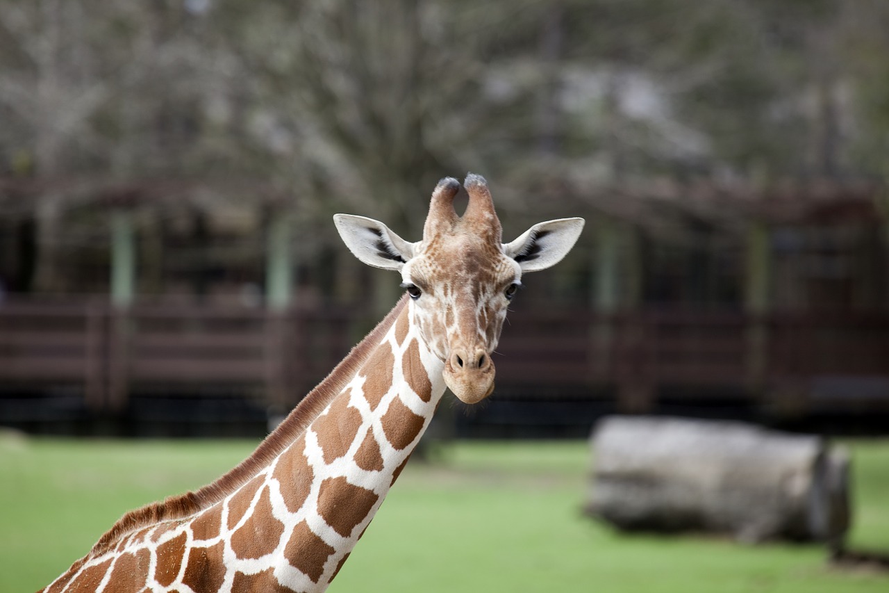 giraffe zoo animal free photo