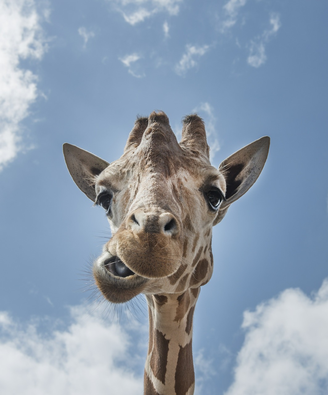 giraffe head mouth free photo