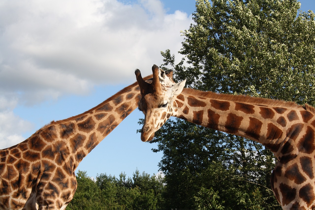 giraffe out zoo free photo