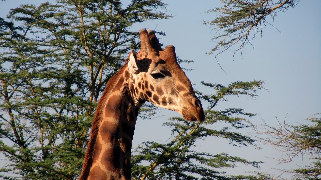 giraffe kenya national park free photo