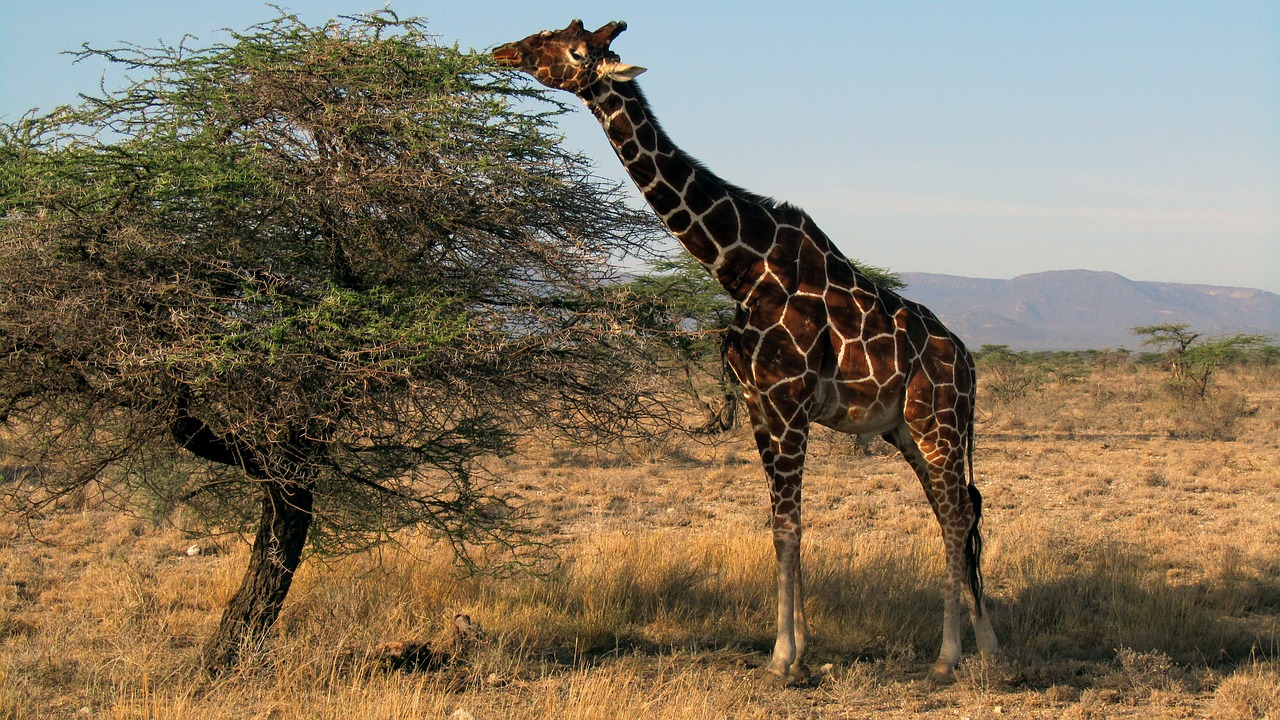 giraffe kenya safari free photo