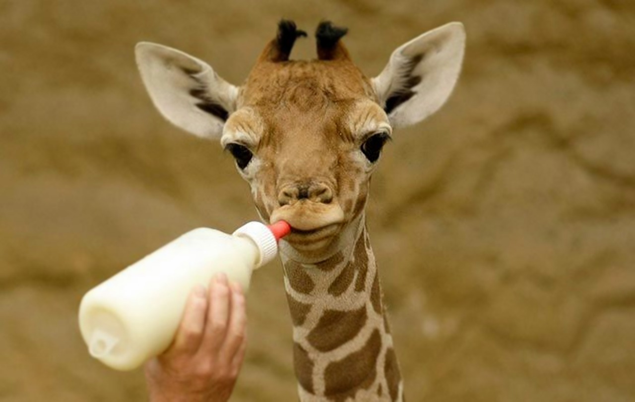 giraffe milk nutrition free photo