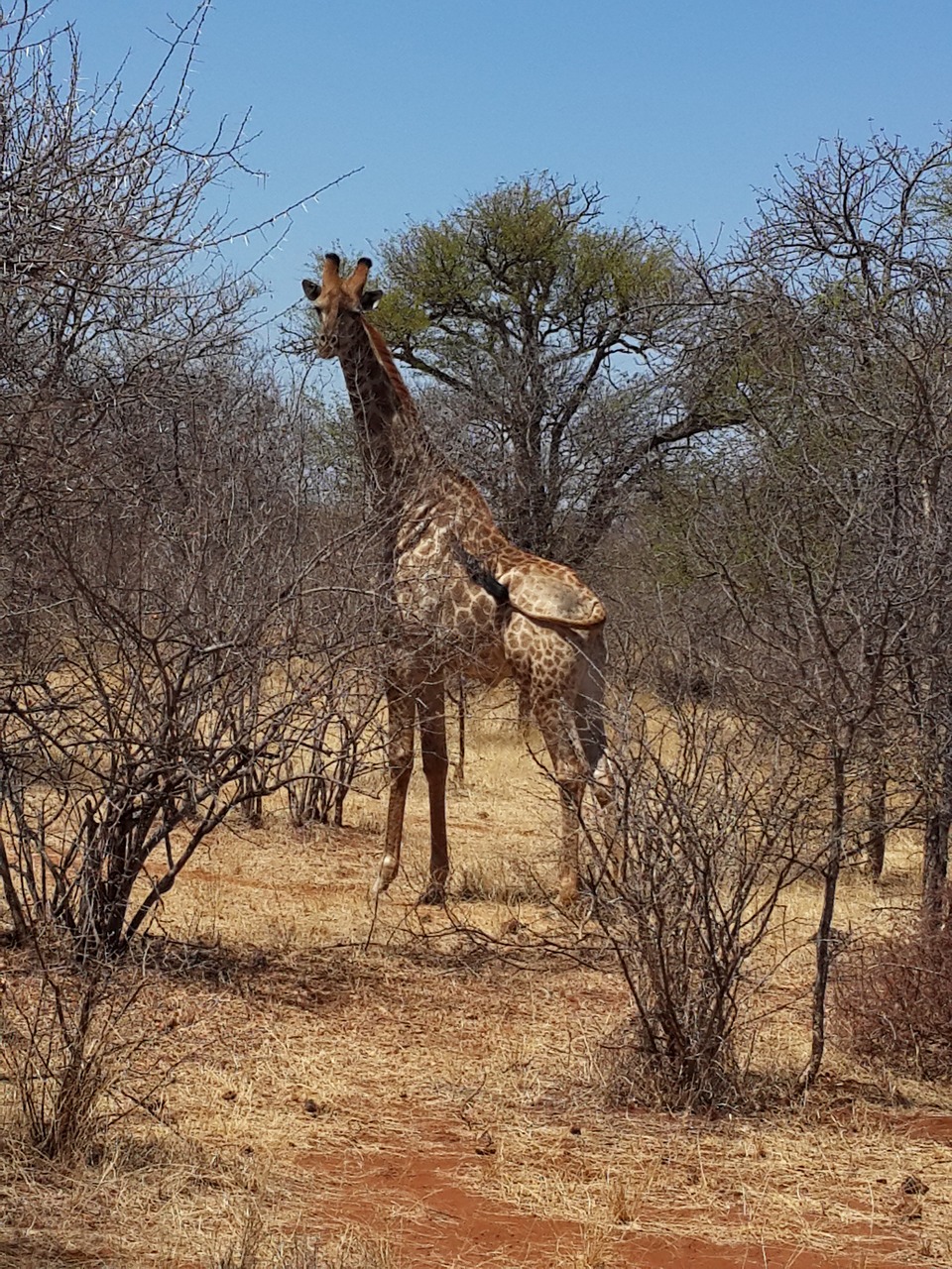 giraffe wildlife bush free photo