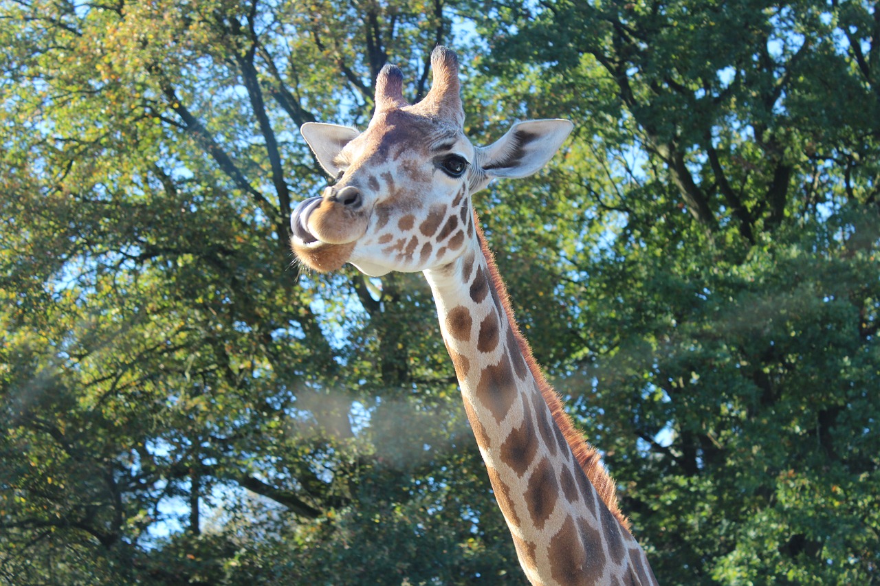giraffe rothschild giraffe camelopardalis free photo