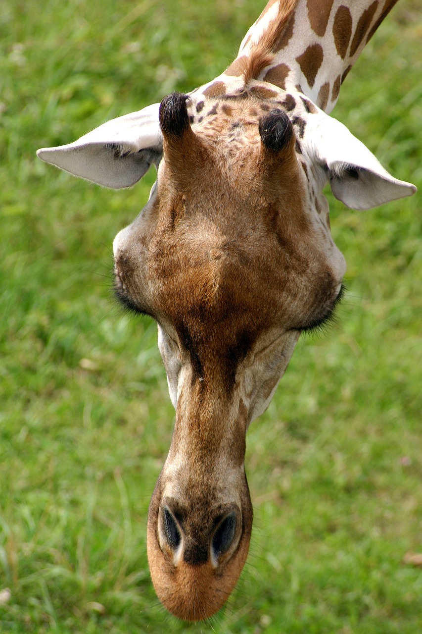 giraffe africa safari free photo