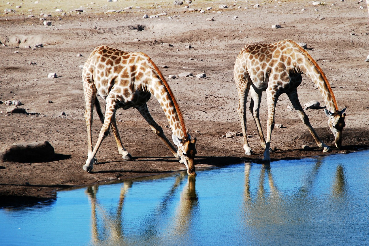 giraffe watering hole animal free photo