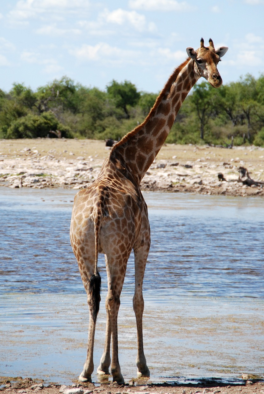giraffe animal safari free photo