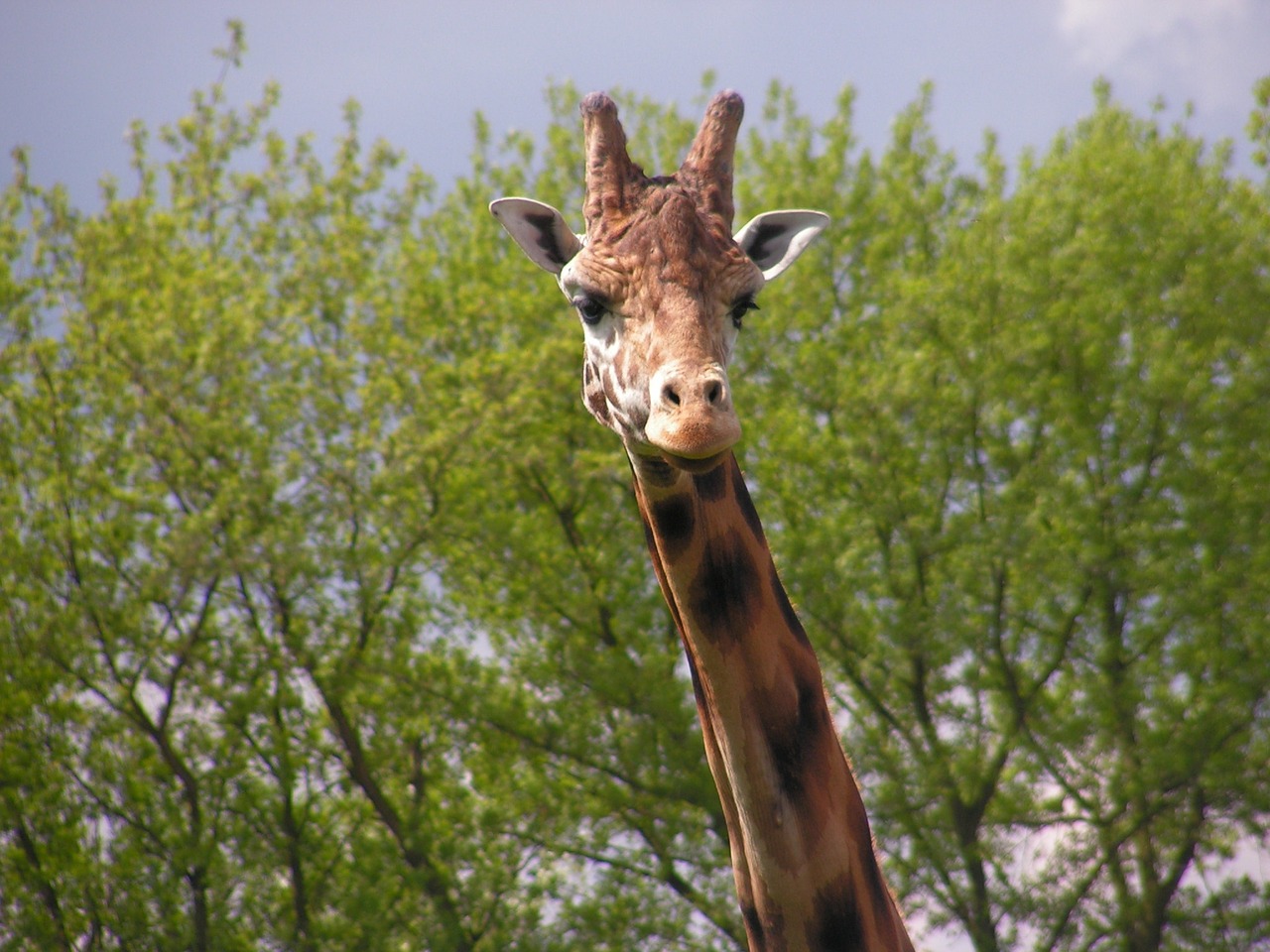 giraffe head neck free photo