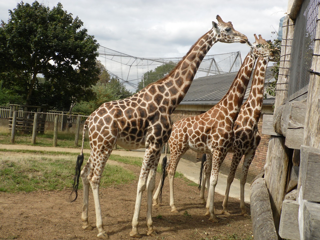 giraffe animal wild free photo