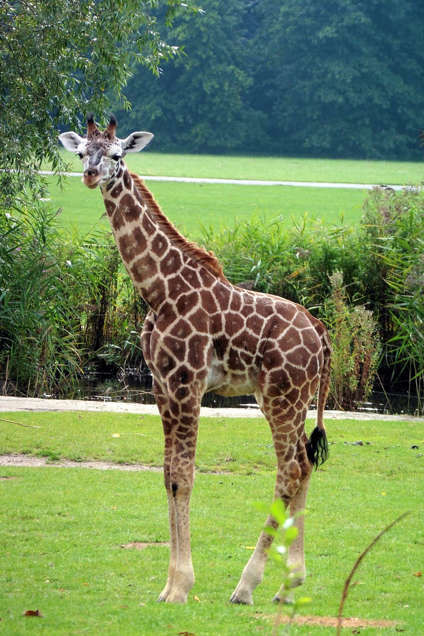 giraffe animal zoo free photo