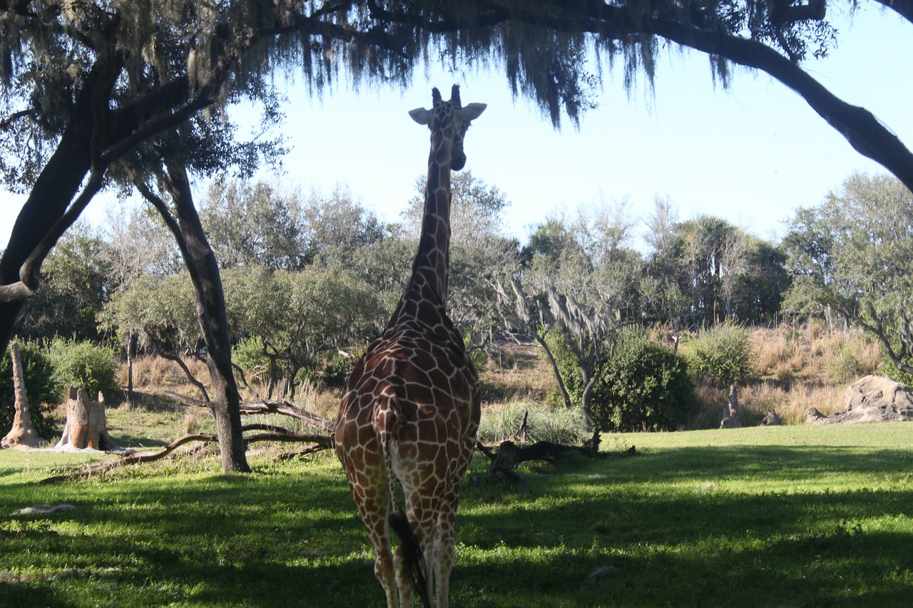 giraffe mammal animal free photo