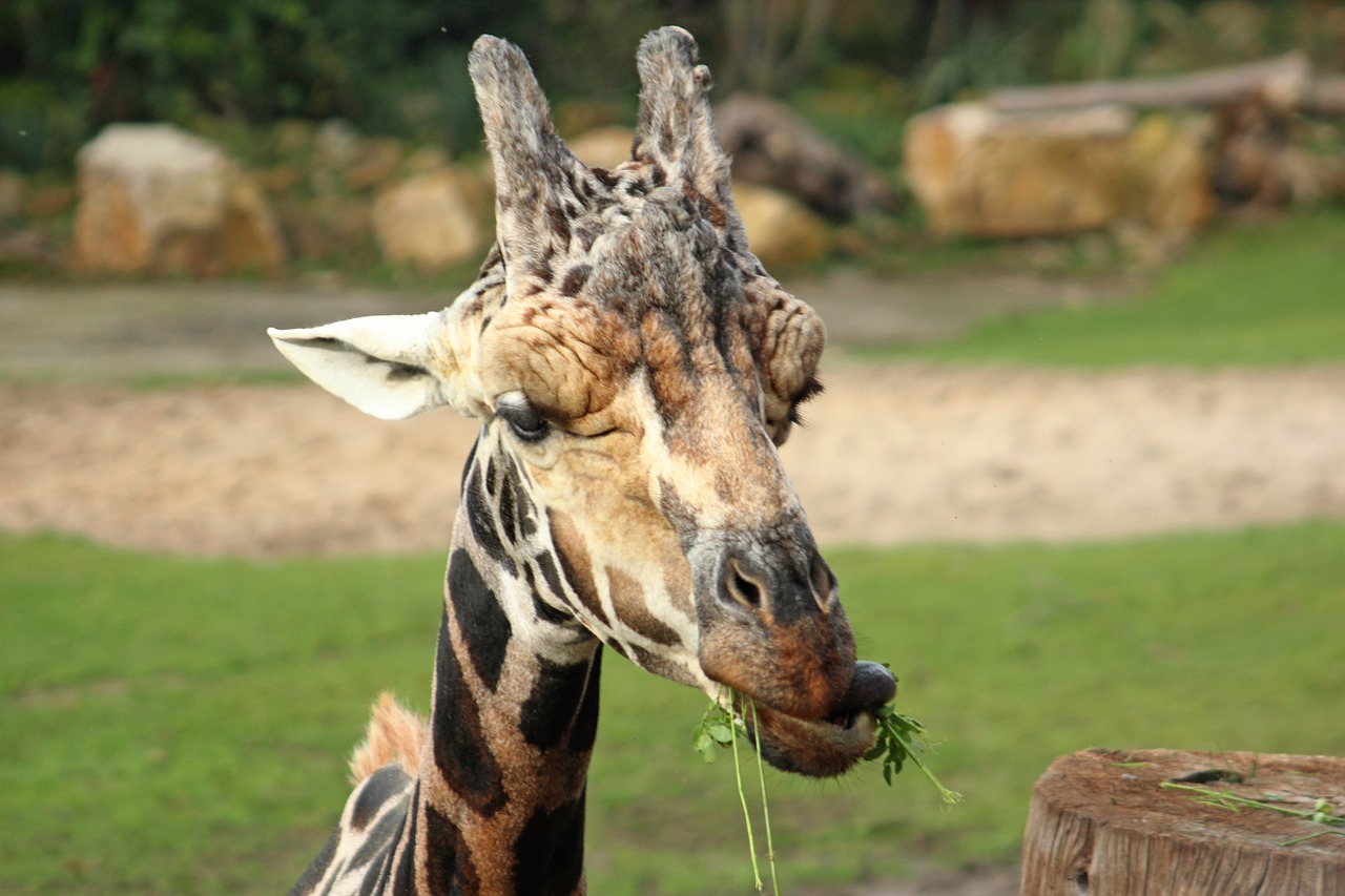 giraffe head big game free photo