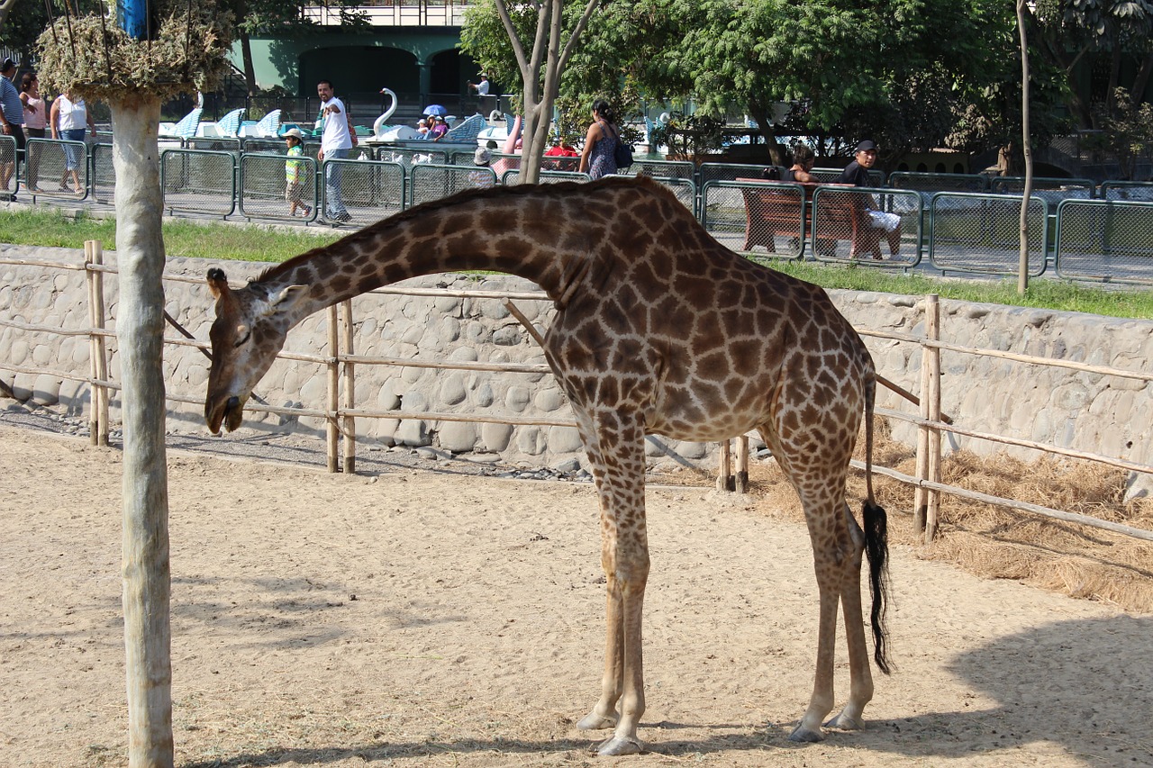 giraffe animal zoo free photo