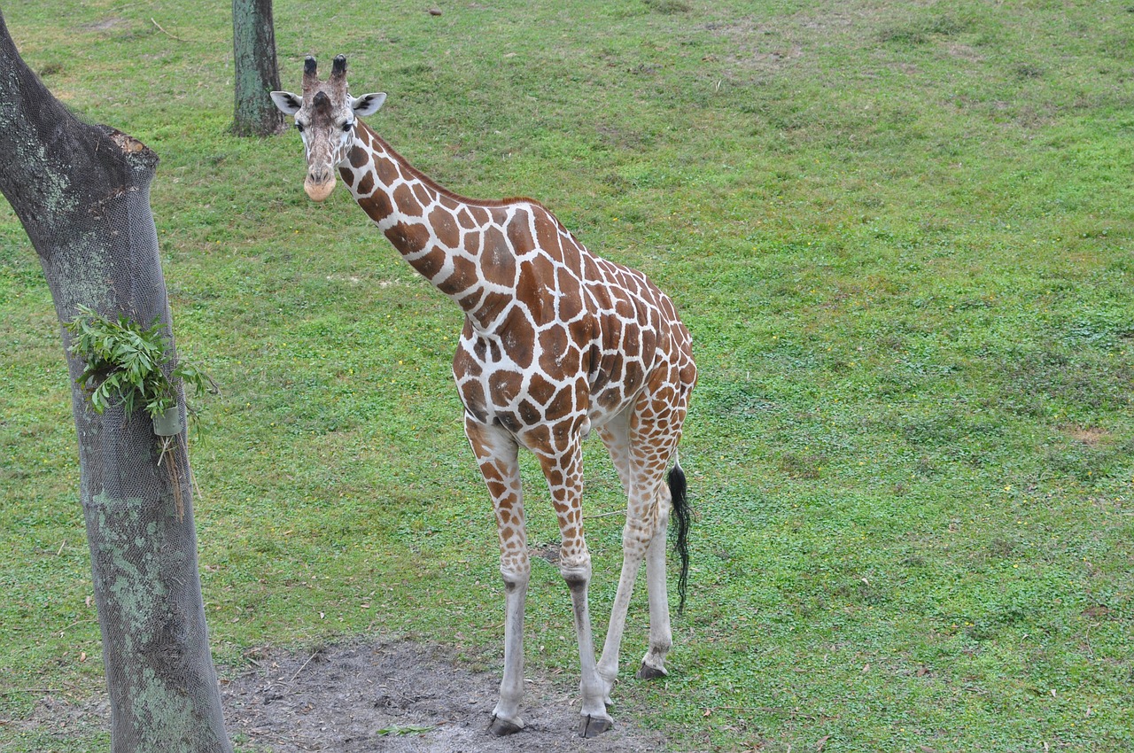 giraffe savannah nature free photo