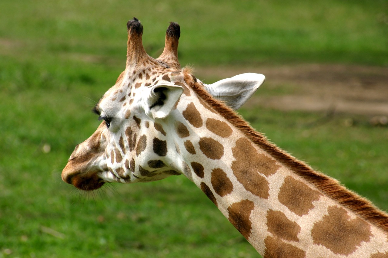 giraffe nature head free photo