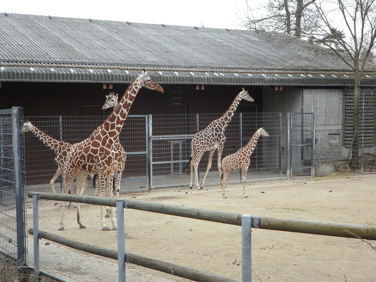 giraffe zoo africa free photo