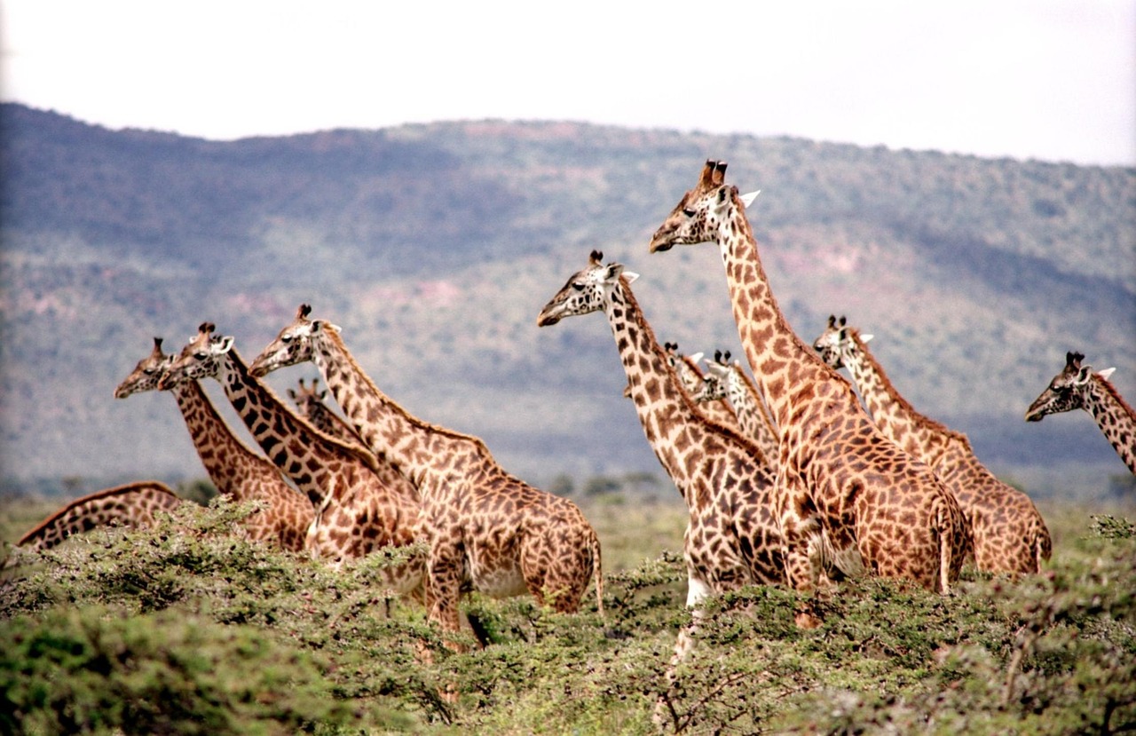 giraffe wild wildlife free photo