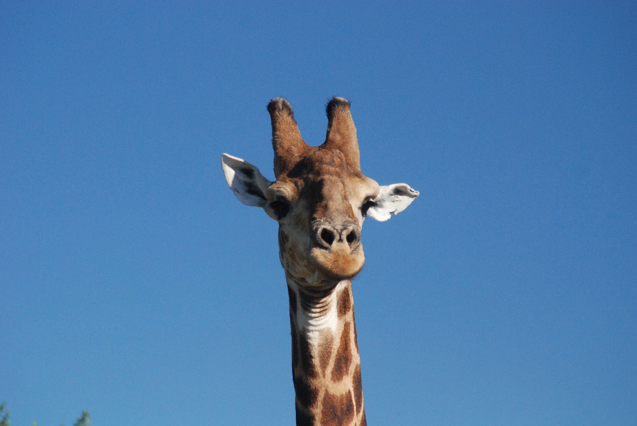 giraffe blue sky africa free photo