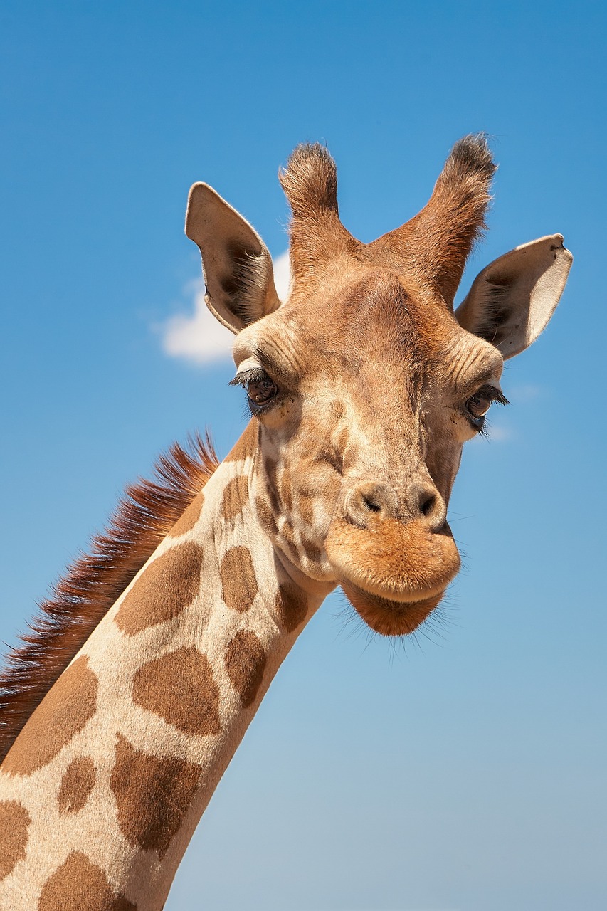 giraffe cameloparadalis fauna free photo