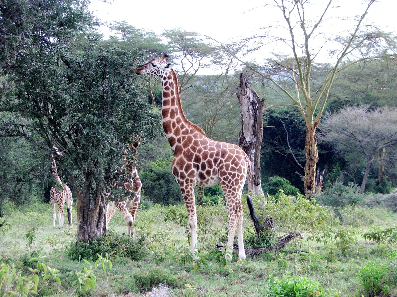 giraffe kenya tall free photo