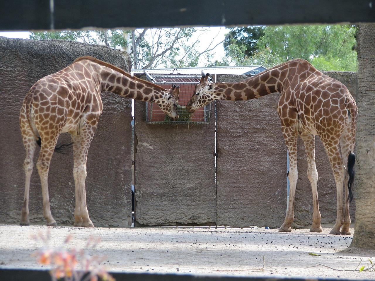 giraffe zoo eat free photo