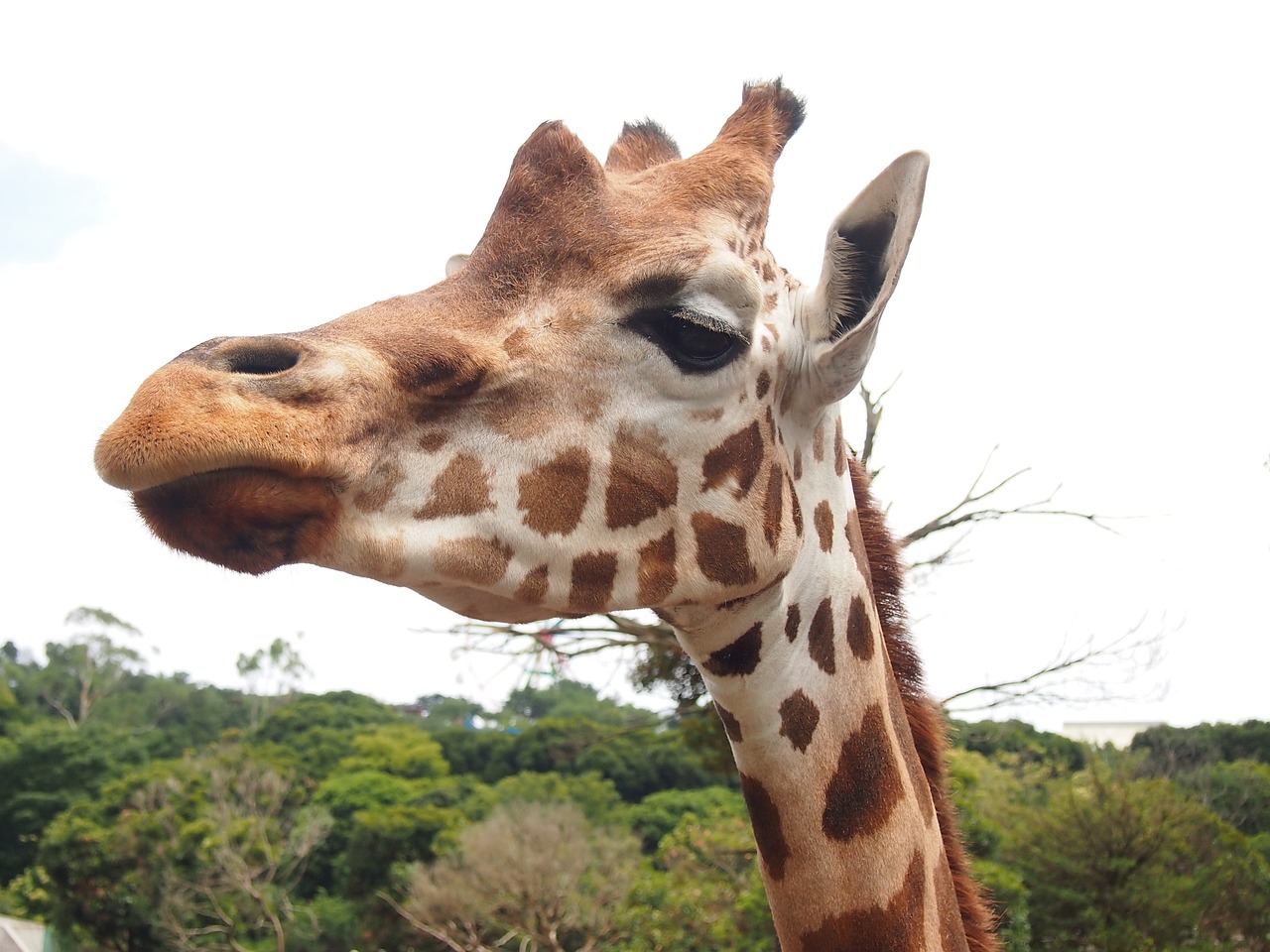 giraffe zoo animal free photo