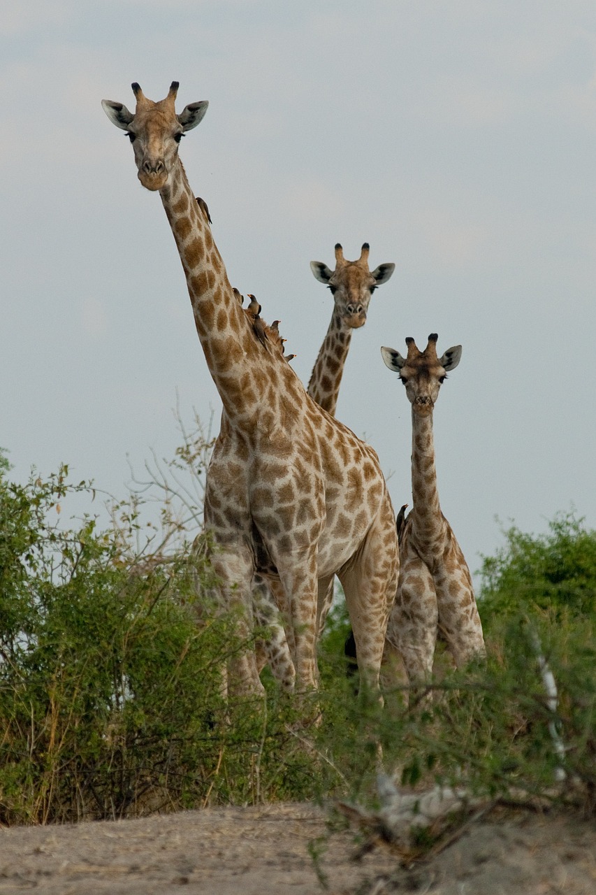 giraffe botswana curiosity free photo