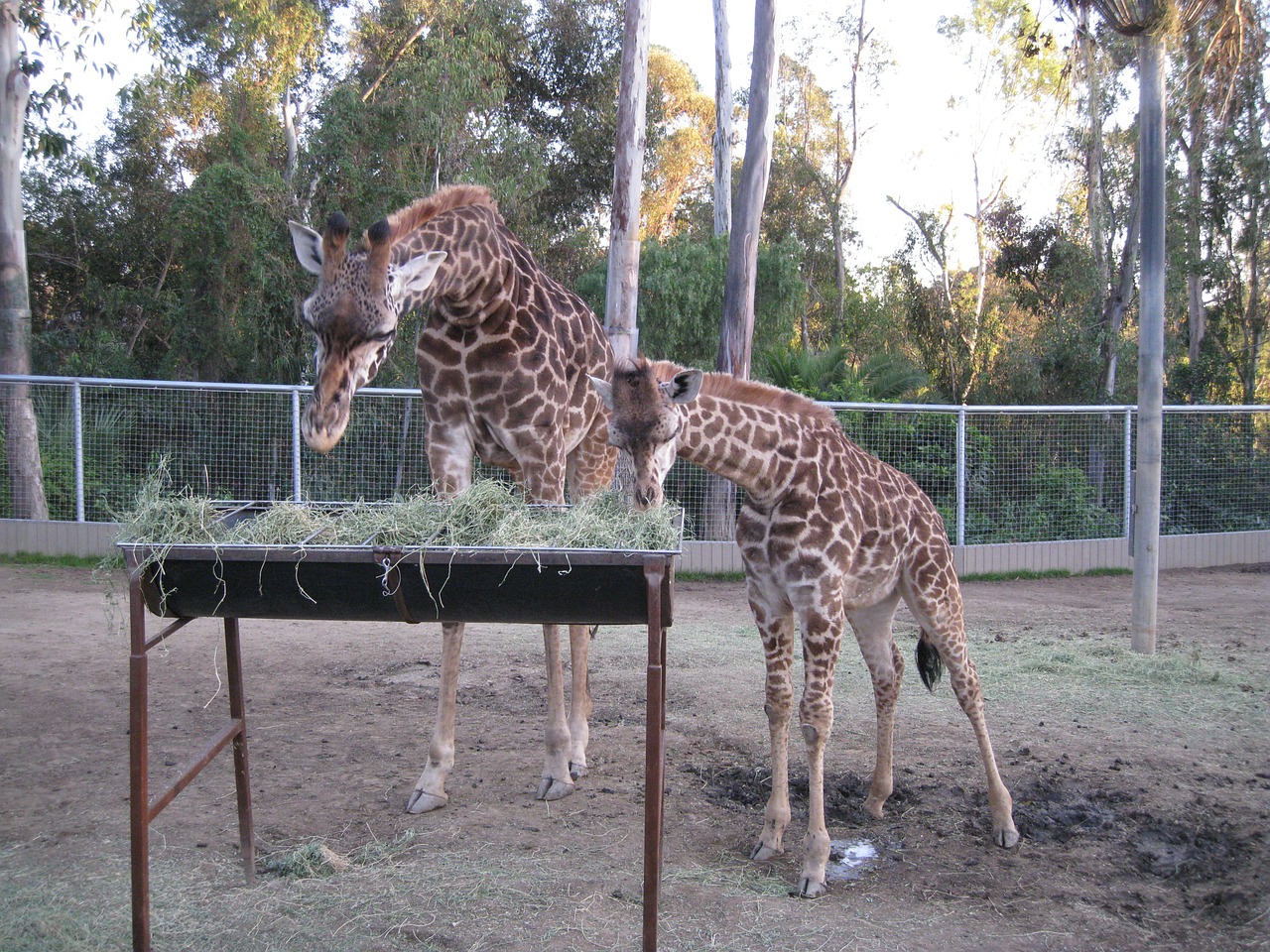 giraffe zoo feeding time free photo