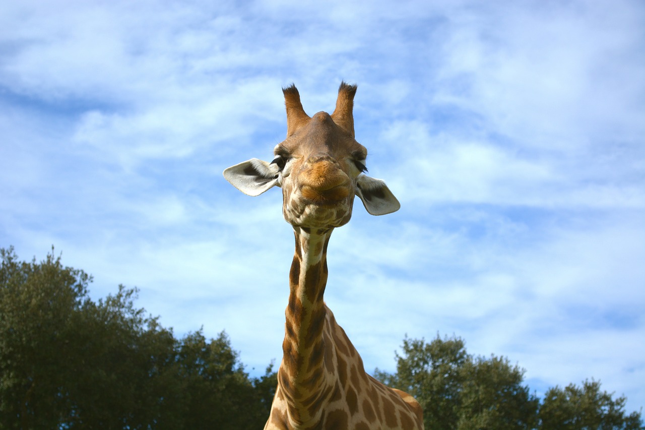 giraffe animals zoo free photo