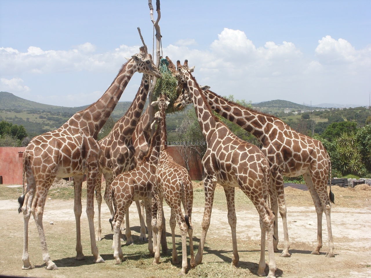 giraffe africam safari animals free photo