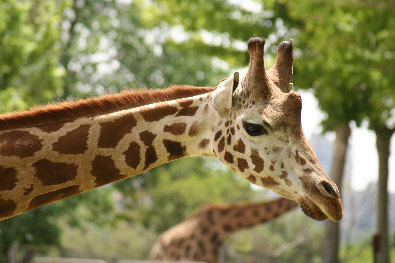 giraffe head zoo free photo