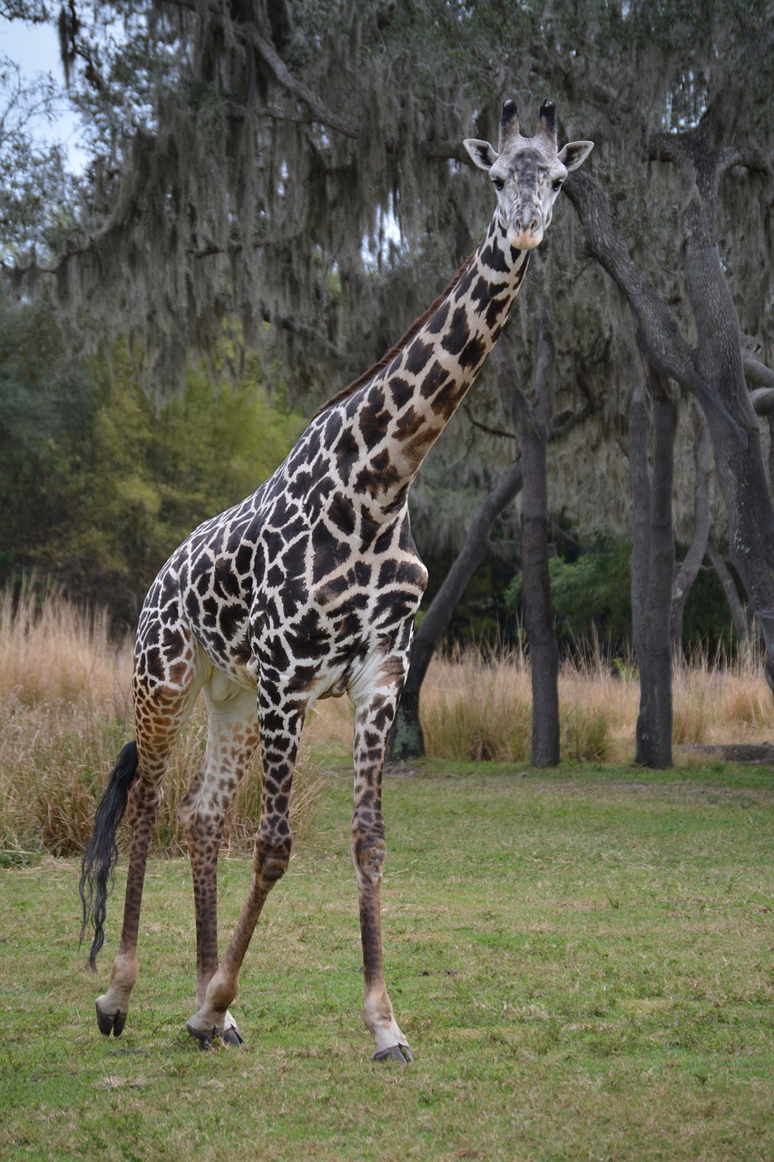 giraffe safari disney free photo