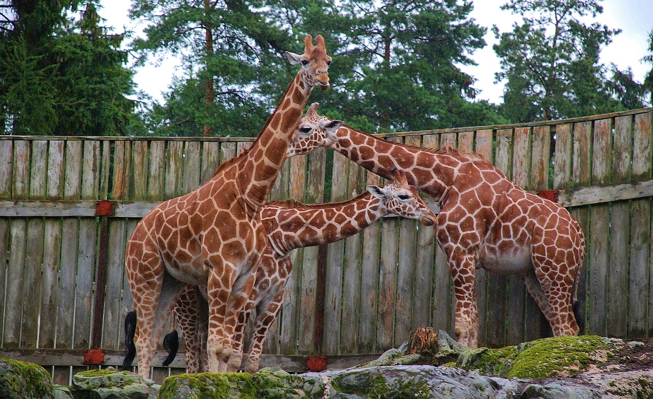 giraffe animal funny free photo