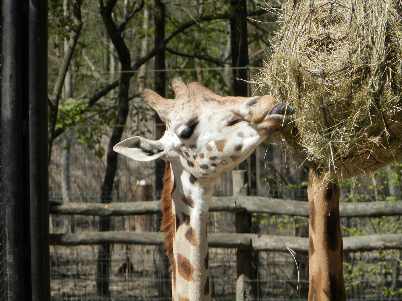 giraffe animal zoo free photo