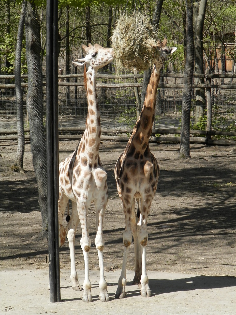 giraffe animal zoo free photo