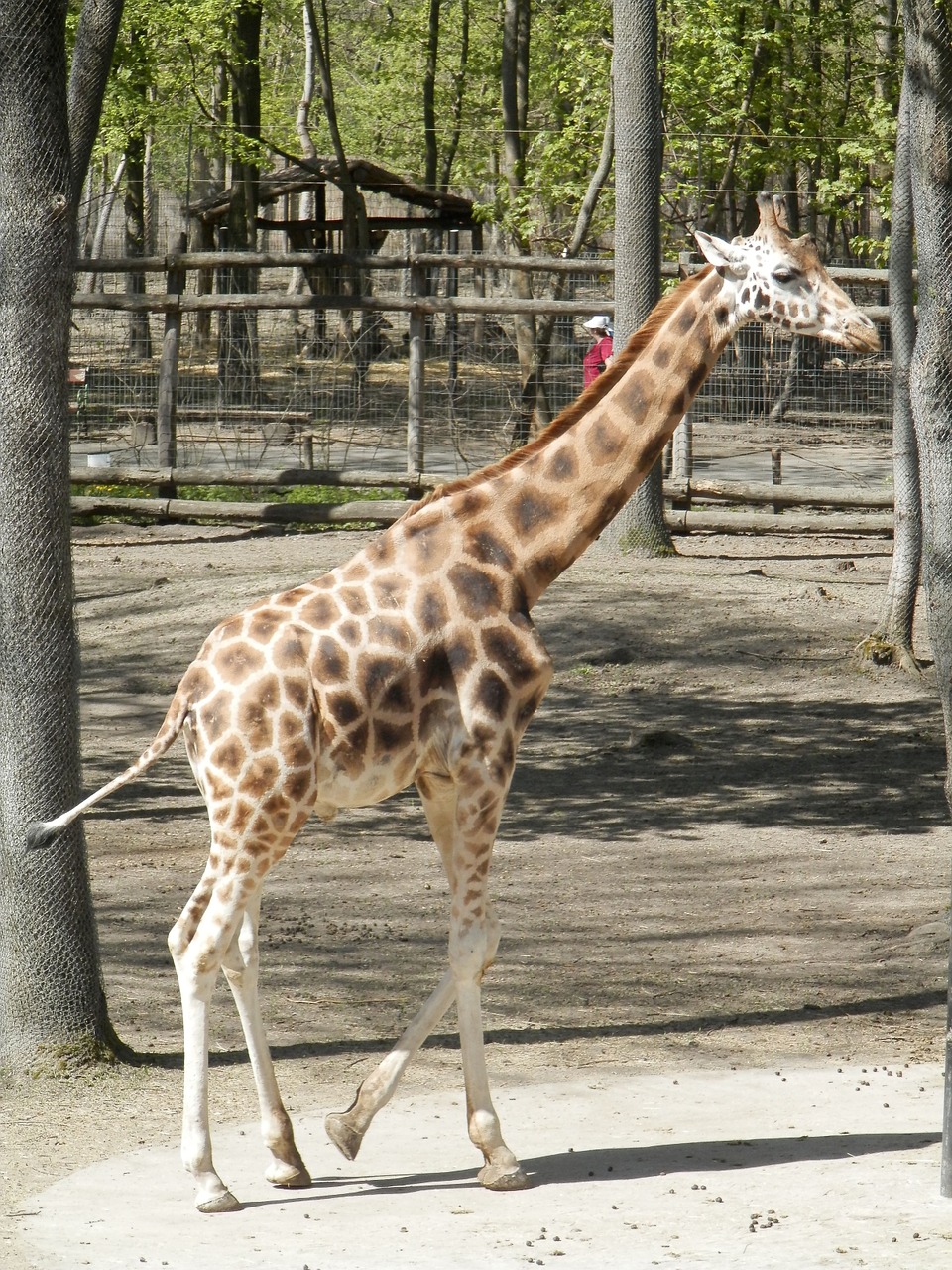 giraffe animal spotted free photo