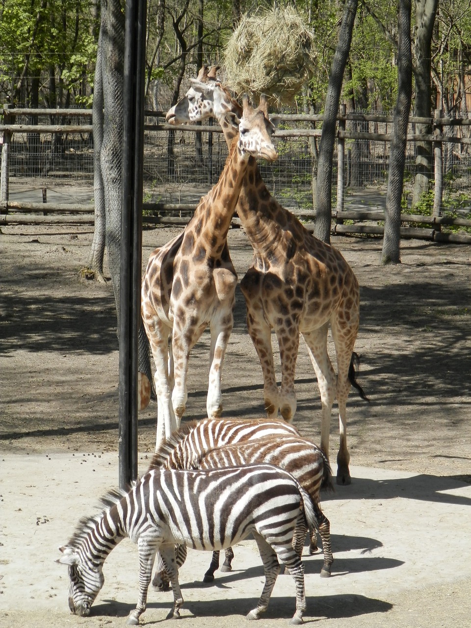 giraffe zebra animal free photo