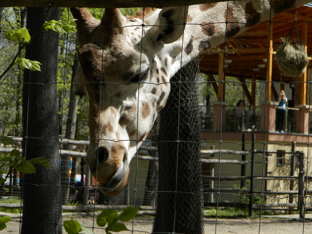 giraffe zoo animal free photo