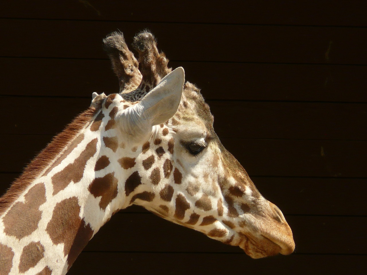 giraffe reticulated giraffe head free photo