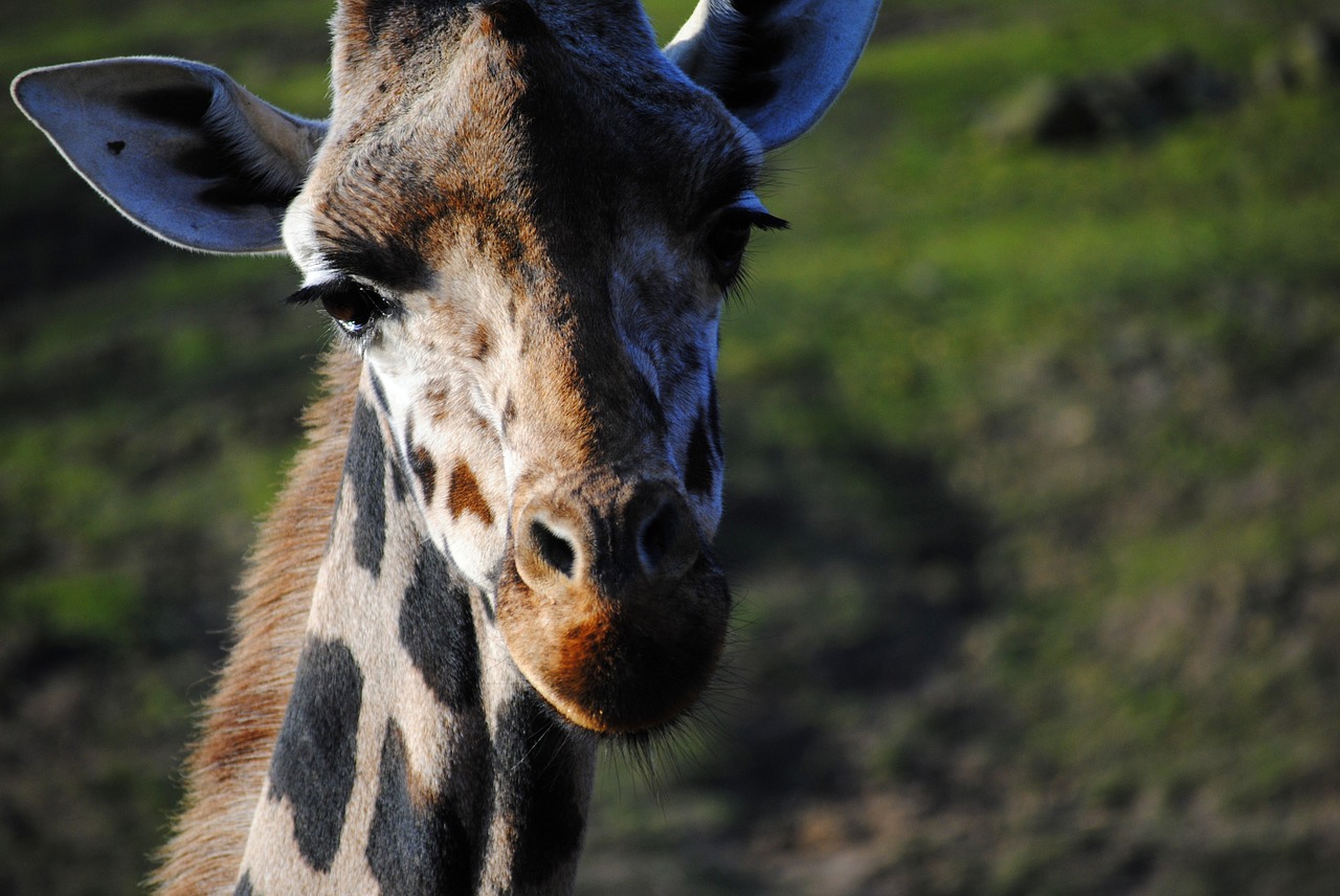 giraffe zoo wild free photo